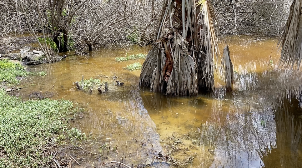 Sewage water pouring into Flour Bluff backyards - Vimarsana News